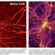 Illustration for article titled Which is bigger: the Universe or the human brain?